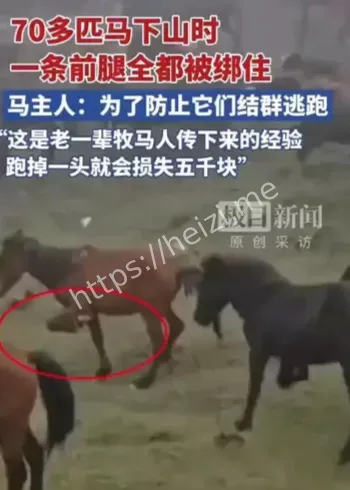 70匹马绑前腿下山视频